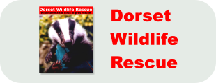 Dorset Wildlife Rescue